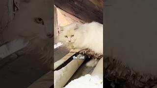 Please pay more attention to the stray cats in winter cat rescue lovestory shortvideo [upl. by Rubia]