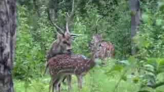 Indian Wildlife  Chital mating [upl. by Akinihs]