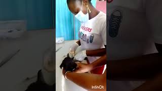 Dog treatment pets viralshorts puppy dog vet veterinarian [upl. by Mis]