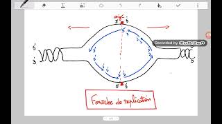 La réplication chez les procaryotes génétique replication procaryotes [upl. by Alvie]