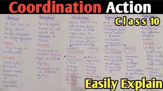 Coordinations Action StimuliReceptorsCoordinatorEffectorResponse Class 10 Biology [upl. by Eniamart]