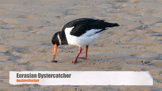 Eurasian Oystercatcher or Common Pied Oystercatcher Haematopus ostralegus  Austernfischer [upl. by Leboff]