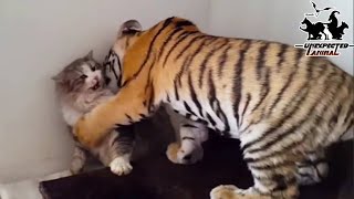 Mother Cat Adopted A Tiger CubYears Later This Happened… [upl. by Nikral]