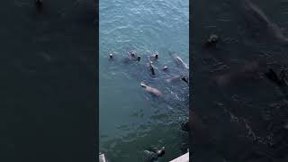 The Beautiful Santa Cruz Sea Lions At Dawn [upl. by Nnyloj]