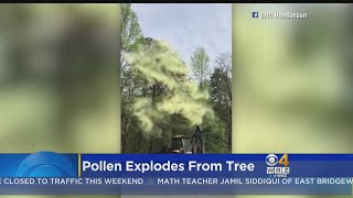 Pollen Explodes From Tree [upl. by Lashonde]