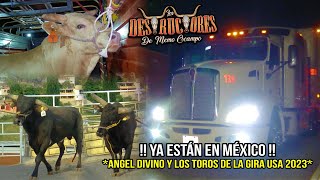 YA ESTÁN EN MÉXICO ÁNGEL DIVINO Y LOS TOROS DE LA GIRA USA 2023 [upl. by Tlevesor]