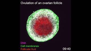 Eisprung erstmals von Anfang bis Ende gefilmt  Ovulation filmed from start to finish first time [upl. by Bigford]