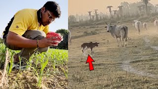 Wild Cow Ka Baccha Theek Hai किशन यह क्या पकड़ लाया 😨 BIG UDDER COW [upl. by Anikahs633]