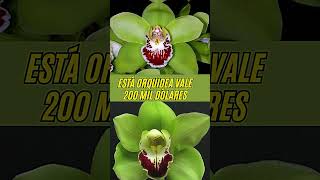 ESTÁ ORQUIDEA VALE 200 MIL DOLARES [upl. by Mack]