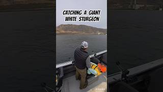 We Fought It For Almost 1 Hour shorts sturgeon fishing takeakidfishing fish fishhard nature [upl. by Kohcztiy]