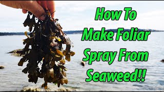 Foliar Feeding With DIY Seaweed Fertilizer 2019 [upl. by Fasano]