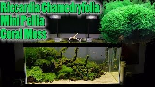 How To Grow Aquarium Moss amp Liverwort Riccardia Mini Pellia part 1 [upl. by Gabi]