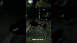 Flashlight Fish  Lantern Fish  flashlightfish lanternfish shortvideo shorts [upl. by Pulling]