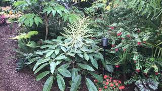 Schefflera delavayi in full bloom [upl. by Amar]