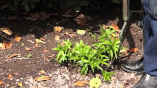 How to Relocate Lily Bulbs  Grow Guru [upl. by Ihel192]