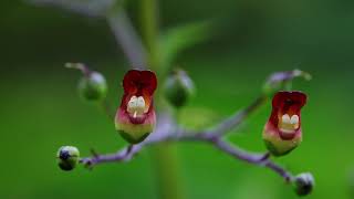 개현삼 Grays figwort [upl. by Crescint]