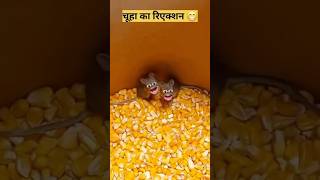 Chuhe denge dhamaki exploremore comedy dineshprajapati [upl. by Margarethe632]