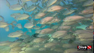 Diving with Carlo from IDive Makadi Bay [upl. by Vento]