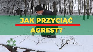 Jak przyciąć agrest  gałązka po gałązce [upl. by Matejka]