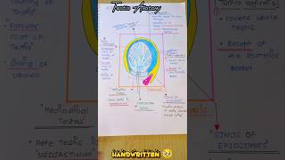 😎NOTES◀️ 🚨HANDWRITTEN TESTIS ANATOMY shorts anatomy notes [upl. by Darej]