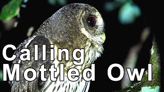 Calling Mottled Owl [upl. by Aleakam968]