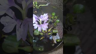 New fish pond homedecor cement filter pondfish pond keep ideavlogs [upl. by Grissel]