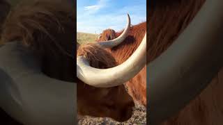 Traffic Jam at the Water Trough highlandcows colorado ranching [upl. by Attenreb844]