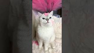 Do you like me 🤣🤣 cat cat funny shorts [upl. by Lukasz198]