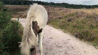 IJslandse paarden op bloeiende heide Posbank [upl. by Oatis]