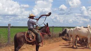 Boiadas🐮 Berrante 🎵 e a Pinga🍺 [upl. by Sacram318]