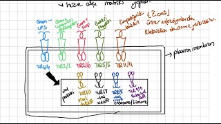 Patern Tanıma Reseptörleri 2  immünoloji konu anlatımı [upl. by Nosyla492]