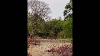 Leopard Encounter at Yala National Park 2024 [upl. by Ahseital]