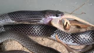 Rắn khuyết đai  Lycodon subcinctus  Banded Wolf Snake eating [upl. by Peterec]