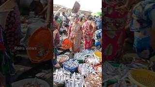 💥Kasimedu fish market 🦈🐬 [upl. by Lener]