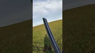 Pheasant is running pheasanthunting pointer hunting birdhunting uplandhunting pheasant hunt [upl. by Idnas]