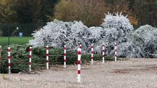 Europa Park Weihnachts bäume werden weiß lackiert für den Park update 6112018 [upl. by Ennahgem527]