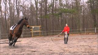 Lunging with Ultimate Bitless Bridle [upl. by John584]