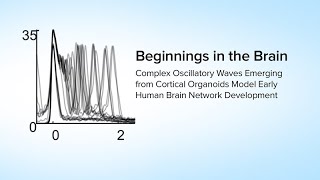 Beginnings in the Brain Complex Waves from Cortical Organoids Model Early Human Brain Development [upl. by Yrian]