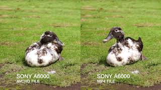 Sony A6000  AVCHD Vs MP4 Video Comparison [upl. by Macleod]