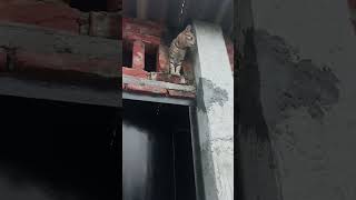 Uppar Chad gaiya hai funnyanimal 😺 catlover [upl. by Wolk]