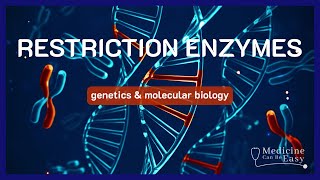 Restriction Enzymes  NOTES [upl. by Ralli]