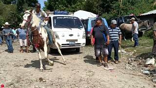 belleza de caballos San Rafael cedros Cuscatlán72159887 [upl. by Aurita]