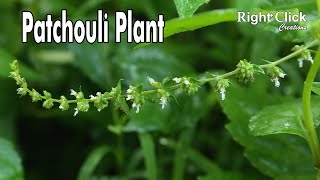 Patchouli Plant  Patchouli Oil  Patchouli Fragrance  Patchouli Flower  What is Patchouli [upl. by Asilet]