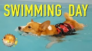 SWIMMING DAY  Topi the Corgi [upl. by Narut673]