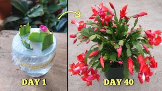 EASIEST amp SUCCESSFUL Way to Propagate Christmas Cactus Plant from Cuttings at Home [upl. by Perla]