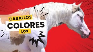 ¿Por qué Algunos Caballos Tienen Ojos de Diferente Color  Curiosidades y Cuidado de los Caballos [upl. by Fanechka]