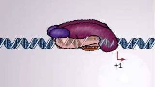 Transcription in Bacteria  Promoter and promoter complex [upl. by Amsed741]