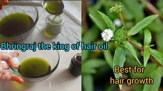 how to make bhringraj oil for hair growth homemade bhringraj oilbhringrajhair growth oil [upl. by Lemor]