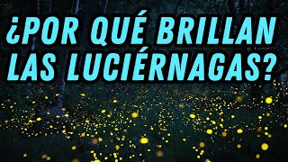 ¿Por qué brillan las Luciérnagas ¿Para qué les sirve [upl. by Liagaba264]