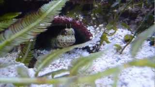 Blenni goes into the cave from saltwater gobies  Blenniella chrysospilos  Rotpunkt Schleimfisch [upl. by Adlihtam984]